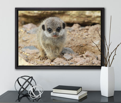 Erdmännchen zwischen Steinen auf Leinwandbild gerahmt mit Kirschblüten