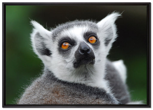 aufschauender Katta auf Leinwandbild gerahmt Größe 100x70