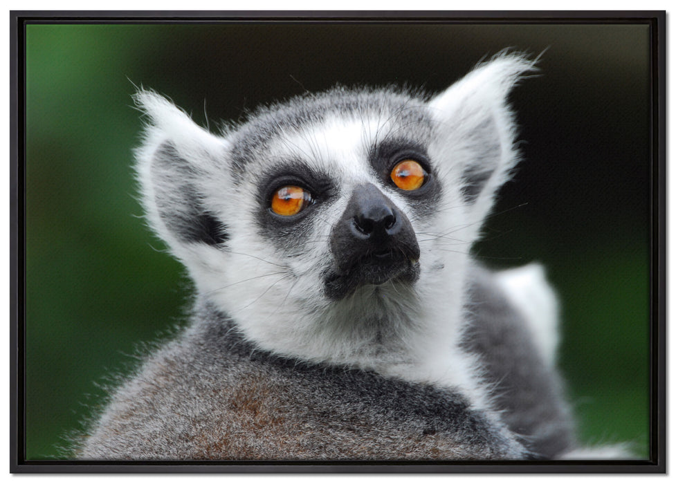 aufschauender Katta auf Leinwandbild gerahmt Größe 100x70