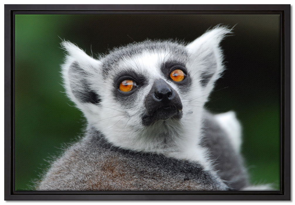 aufschauender Katta auf Leinwandbild gerahmt Größe 60x40