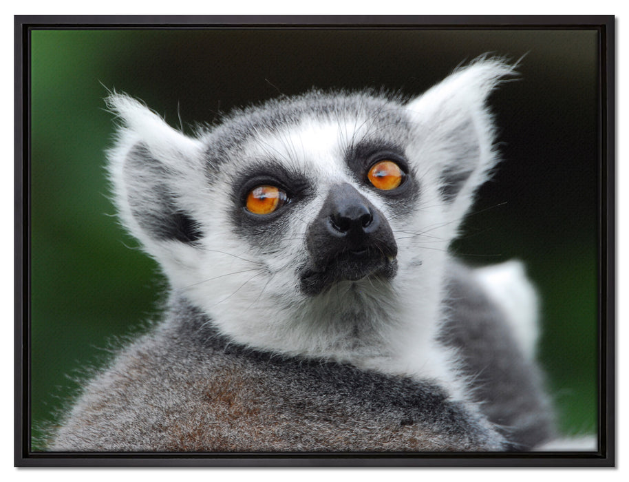 aufschauender Katta auf Leinwandbild gerahmt Größe 80x60