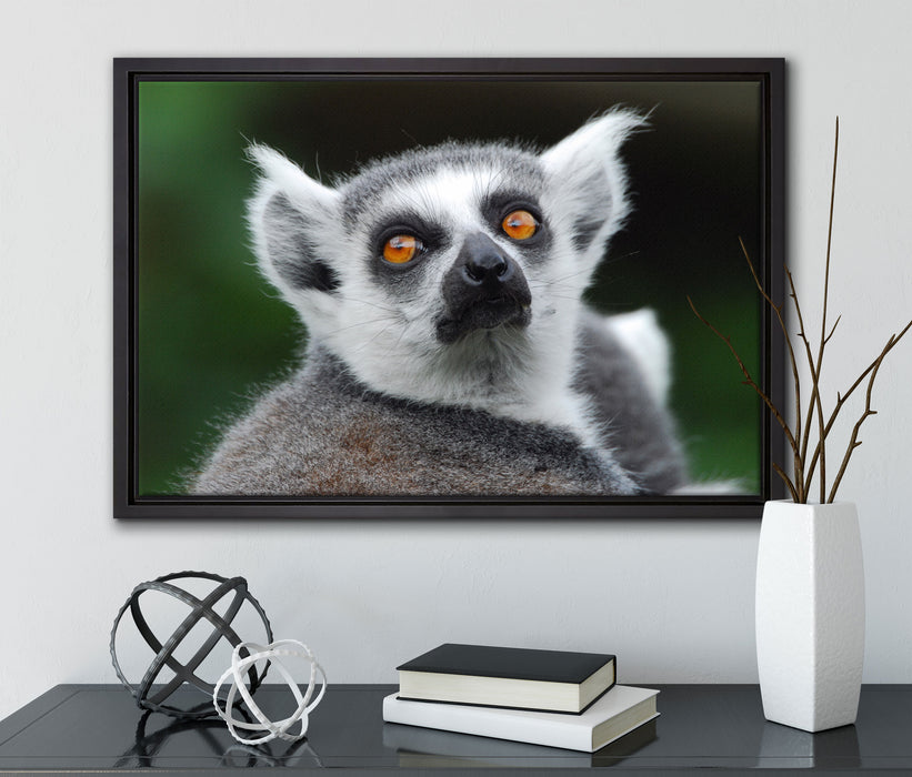 aufschauender Katta auf Leinwandbild gerahmt mit Kirschblüten