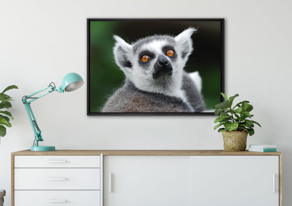 aufschauender Katta auf Leinwandbild gerahmt verschiedene Größen im Wohnzimmer