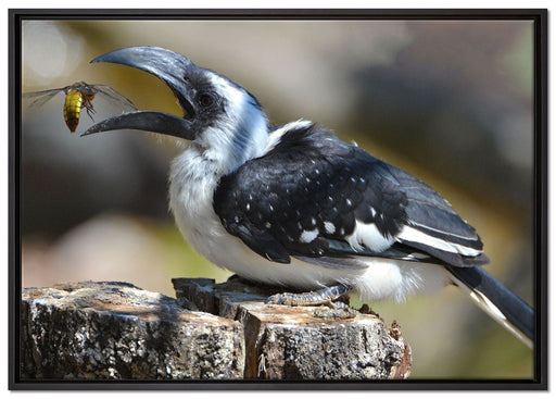 Decken-Toko beim Fressen auf Leinwandbild gerahmt Größe 100x70