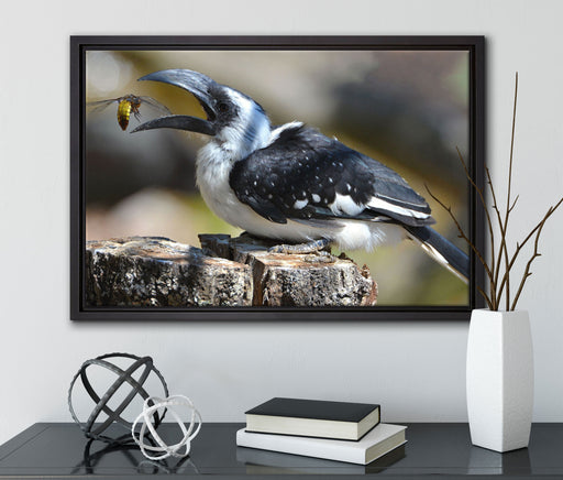 Decken-Toko beim Fressen auf Leinwandbild gerahmt mit Kirschblüten