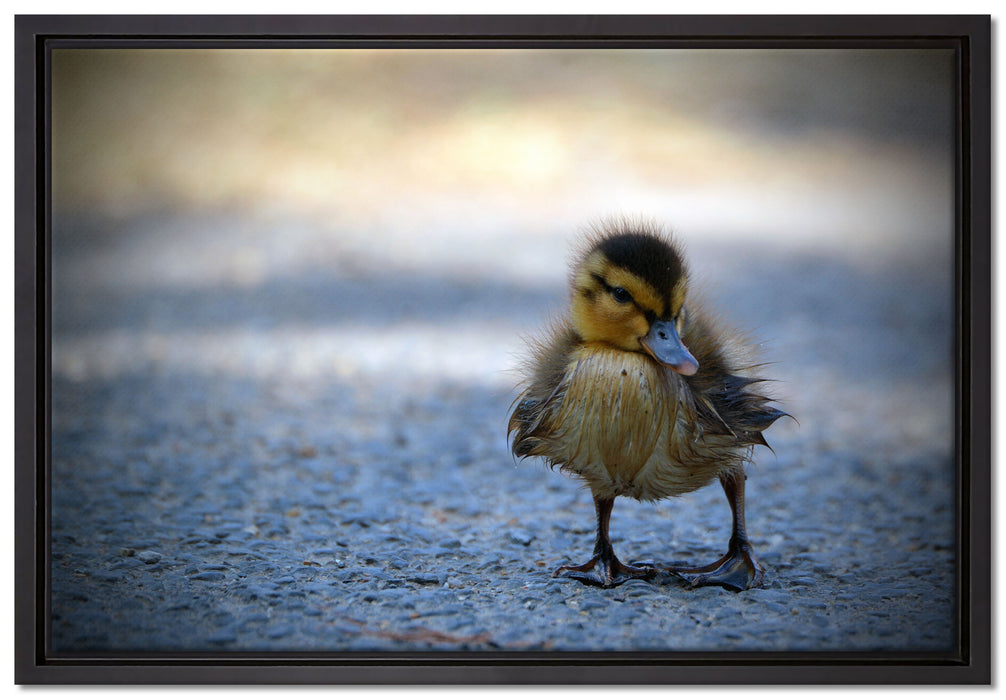 kleines Entenküken auf Straße auf Leinwandbild gerahmt Größe 60x40