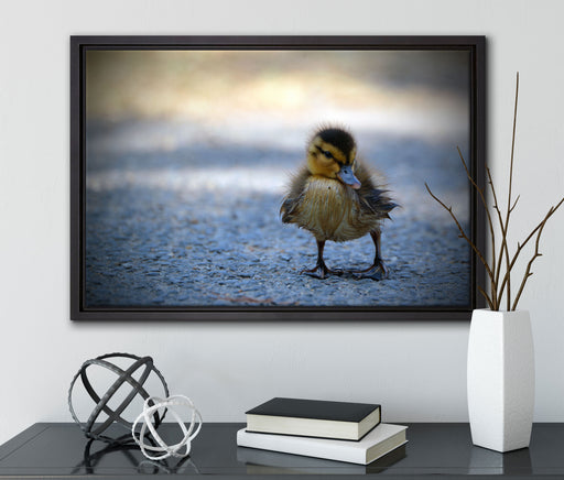 kleines Entenküken auf Straße auf Leinwandbild gerahmt mit Kirschblüten