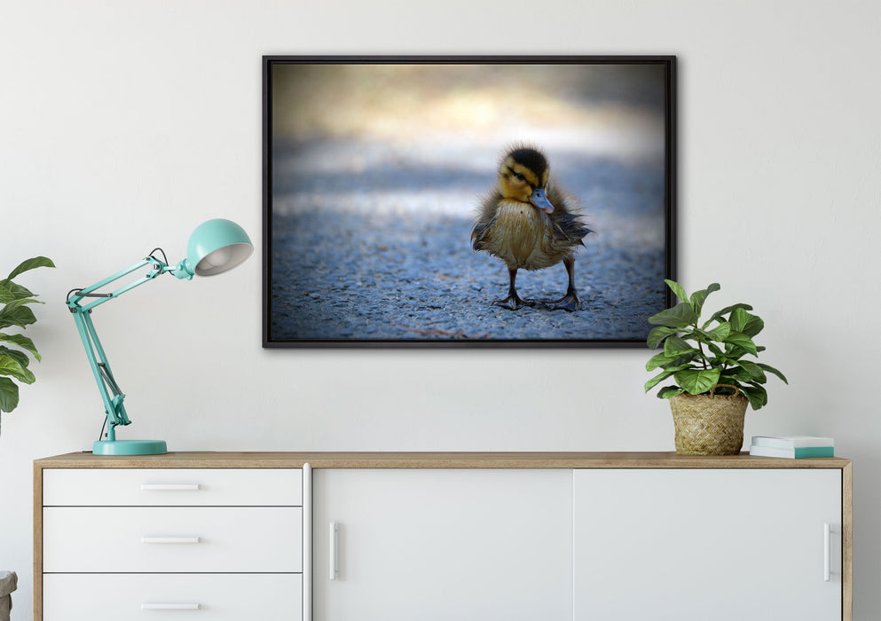 kleines Entenküken auf Straße auf Leinwandbild gerahmt verschiedene Größen im Wohnzimmer