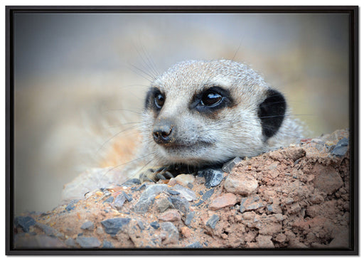 Erdmännchen auf Steinboden auf Leinwandbild gerahmt Größe 100x70