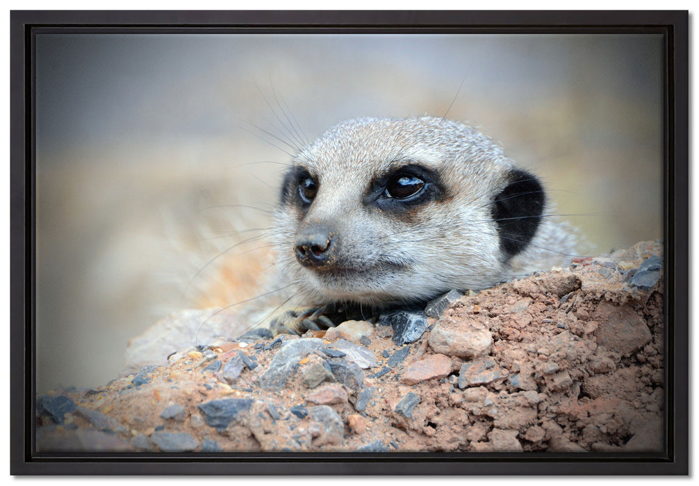 Erdmännchen auf Steinboden auf Leinwandbild gerahmt Größe 60x40