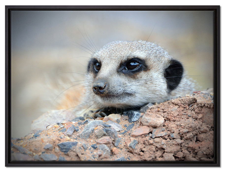 Erdmännchen auf Steinboden auf Leinwandbild gerahmt Größe 80x60