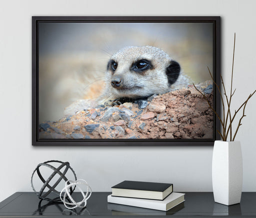 Erdmännchen auf Steinboden auf Leinwandbild gerahmt mit Kirschblüten