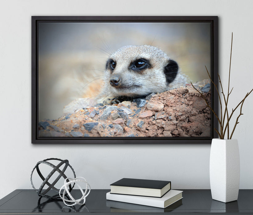 Erdmännchen auf Steinboden auf Leinwandbild gerahmt mit Kirschblüten