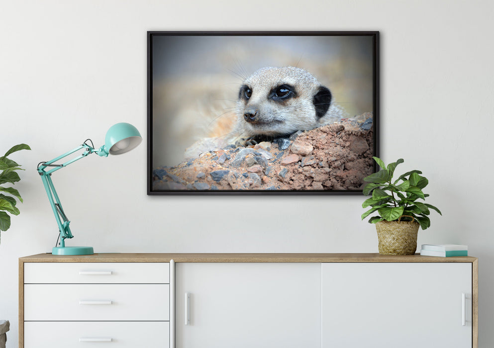 Erdmännchen auf Steinboden auf Leinwandbild gerahmt verschiedene Größen im Wohnzimmer