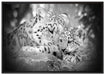 Leopard mit Jungtier auf Leinwandbild gerahmt Größe 100x70
