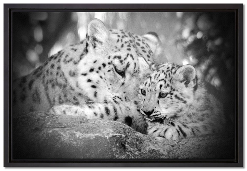 Leopard mit Jungtier auf Leinwandbild gerahmt Größe 60x40