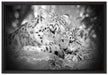 Leopard mit Jungtier auf Leinwandbild gerahmt Größe 60x40