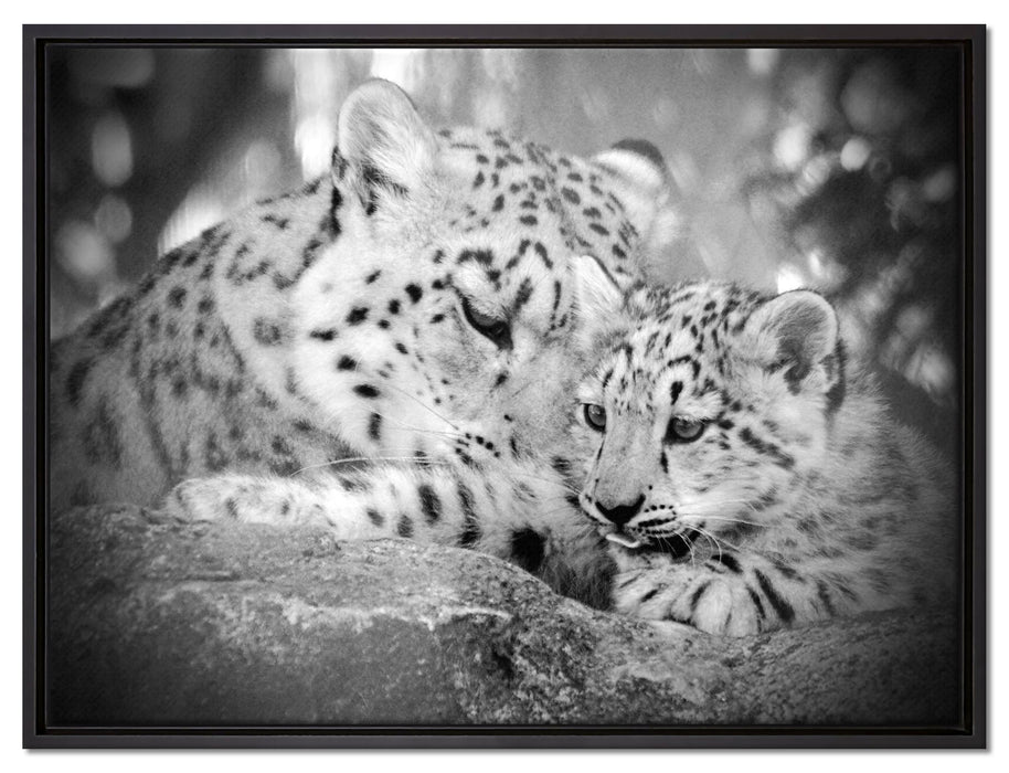Leopard mit Jungtier auf Leinwandbild gerahmt Größe 80x60