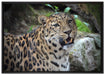 prachtvoller Leopard auf Leinwandbild gerahmt Größe 100x70