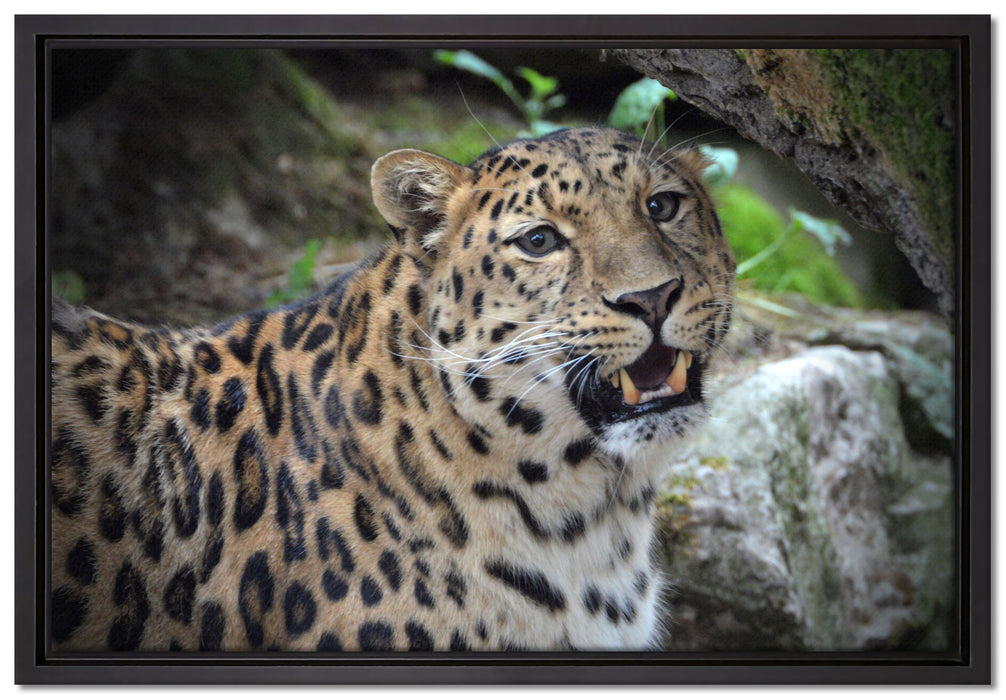 prachtvoller Leopard auf Leinwandbild gerahmt Größe 60x40