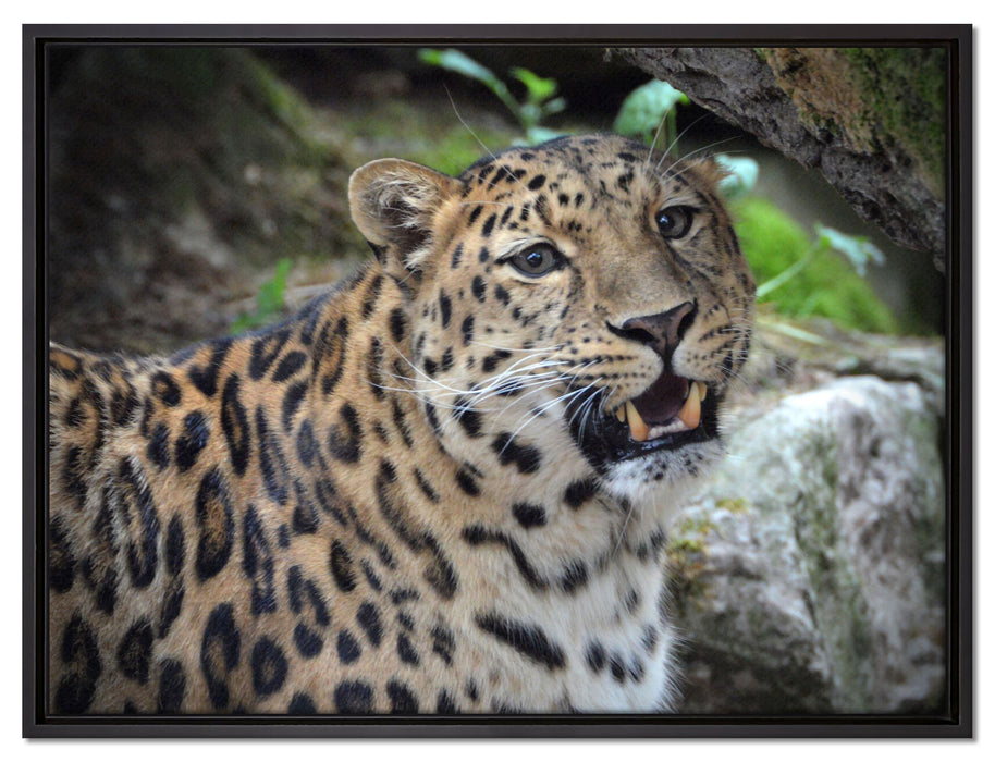 prachtvoller Leopard auf Leinwandbild gerahmt Größe 80x60