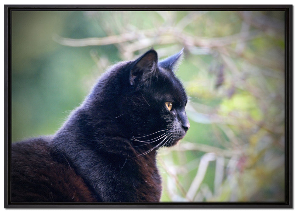schwarze Katze auf Leinwandbild gerahmt Größe 100x70