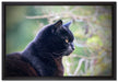 schwarze Katze auf Leinwandbild gerahmt Größe 60x40