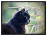 schwarze Katze auf Leinwandbild gerahmt Größe 80x60