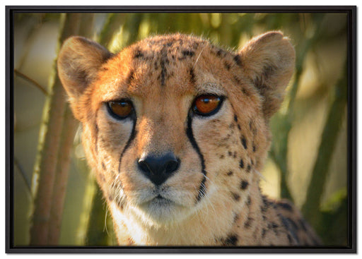 junger Gepard im Dschungel auf Leinwandbild gerahmt Größe 100x70