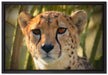 junger Gepard im Dschungel auf Leinwandbild gerahmt Größe 60x40