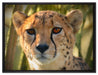 junger Gepard im Dschungel auf Leinwandbild gerahmt Größe 80x60