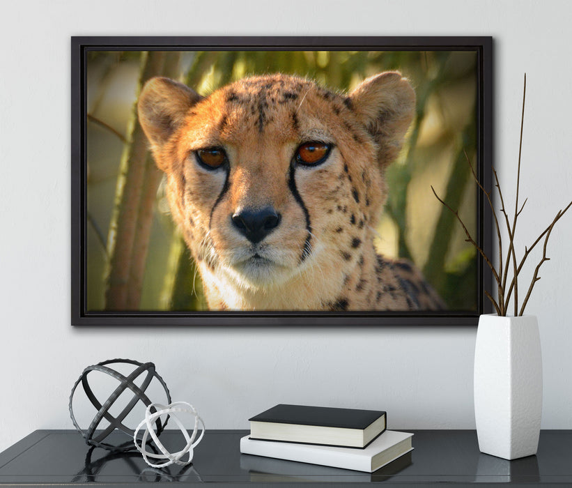 junger Gepard im Dschungel auf Leinwandbild gerahmt mit Kirschblüten