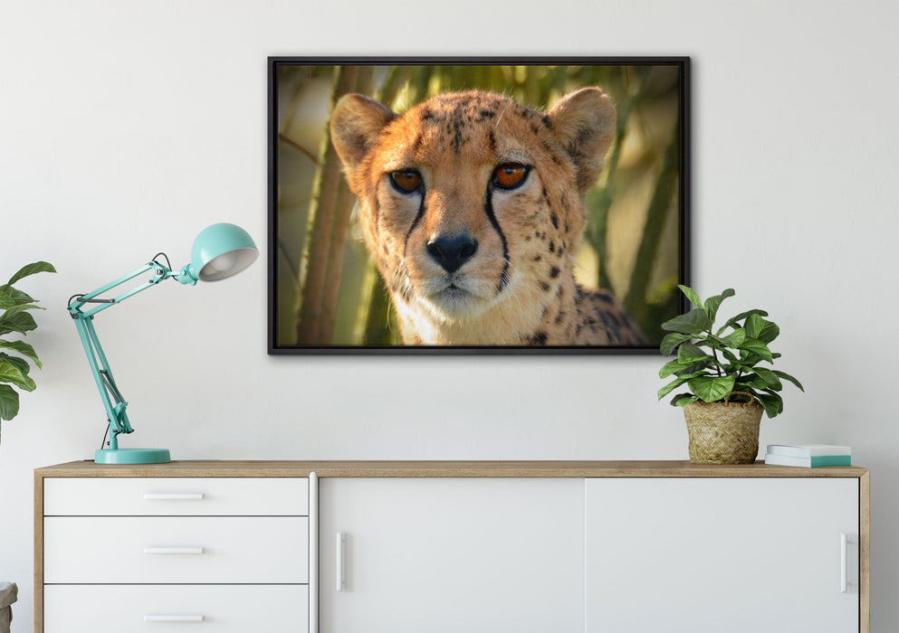 junger Gepard im Dschungel auf Leinwandbild gerahmt verschiedene Größen im Wohnzimmer