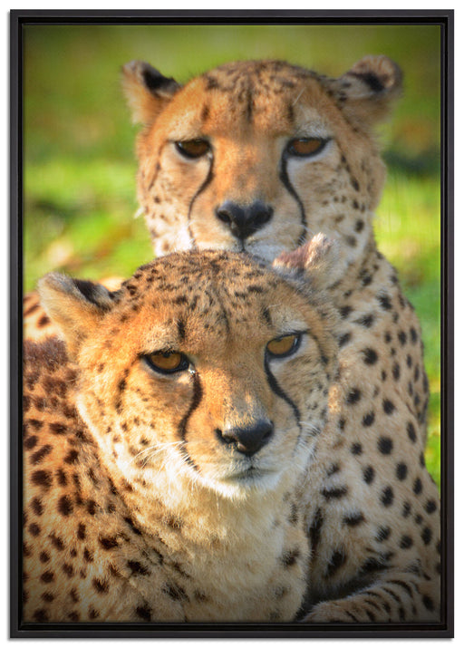 schönes Geparden-Paar auf Leinwandbild gerahmt Größe 100x70