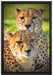 schönes Geparden-Paar auf Leinwandbild gerahmt Größe 60x40