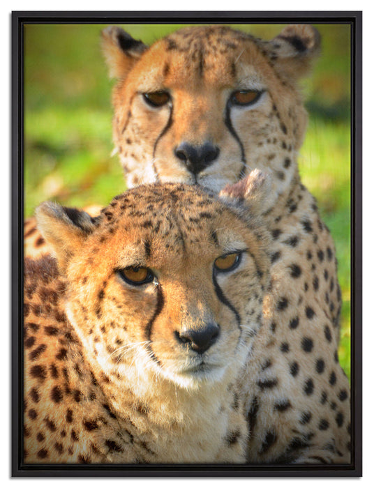 schönes Geparden-Paar auf Leinwandbild gerahmt Größe 80x60