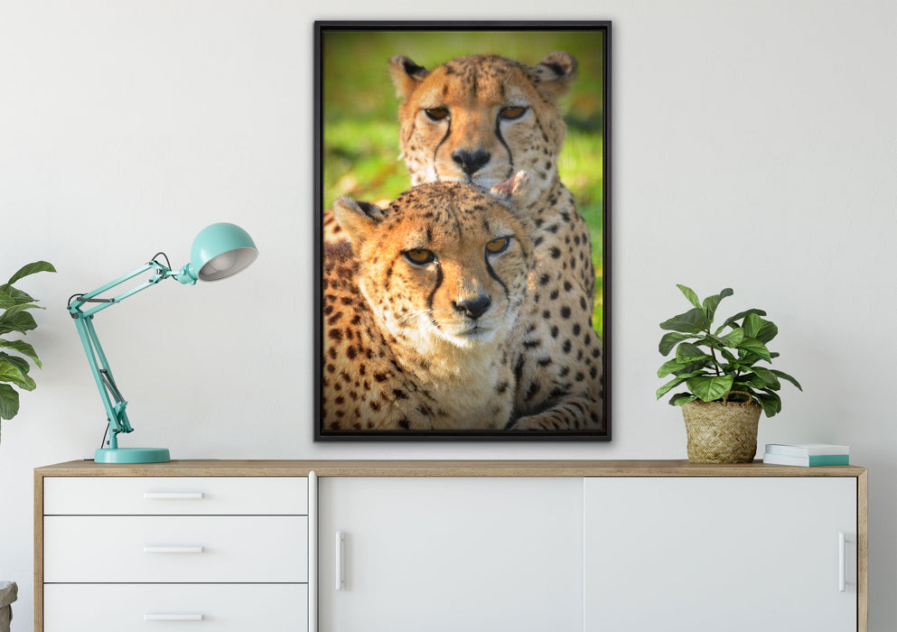 schönes Geparden-Paar auf Leinwandbild gerahmt verschiedene Größen im Wohnzimmer