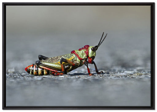 außergewöhnliche Heuschrecke auf Leinwandbild gerahmt Größe 100x70