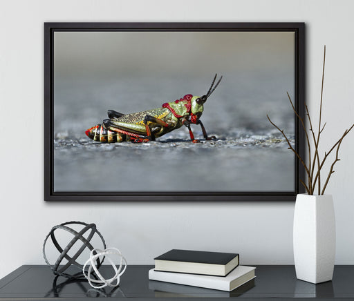 außergewöhnliche Heuschrecke auf Leinwandbild gerahmt mit Kirschblüten