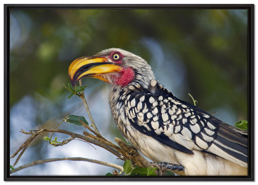 exotischer Gelbschnabeltoko auf Leinwandbild gerahmt Größe 100x70