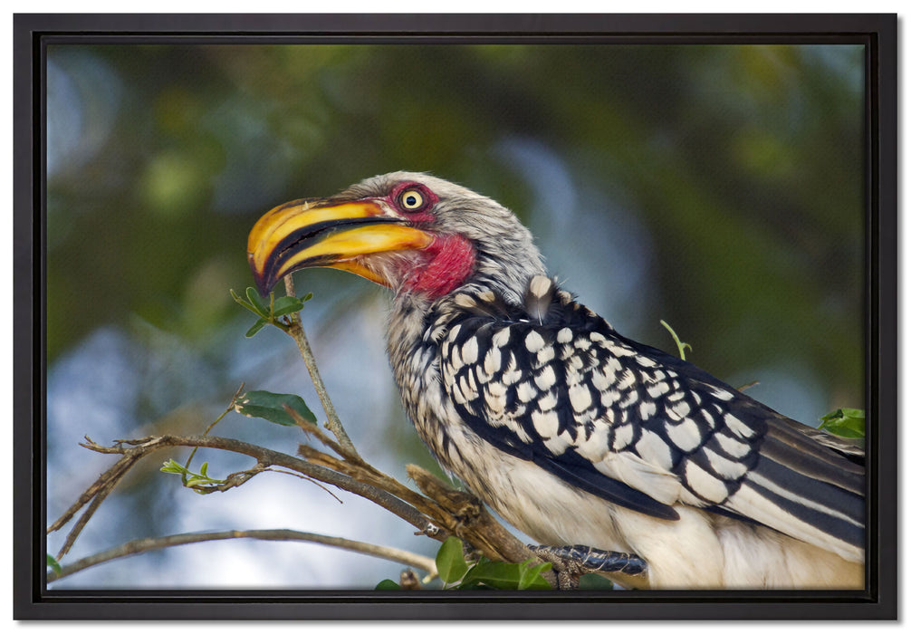 exotischer Gelbschnabeltoko auf Leinwandbild gerahmt Größe 60x40