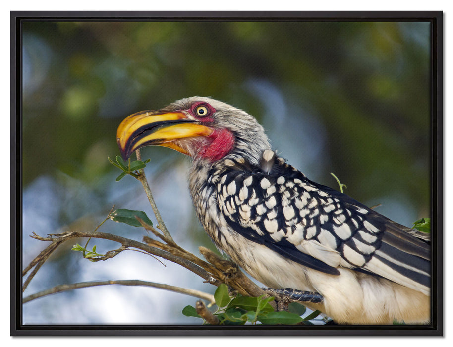 exotischer Gelbschnabeltoko auf Leinwandbild gerahmt Größe 80x60