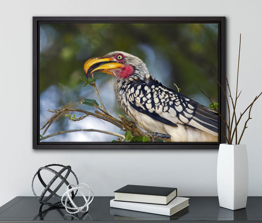 exotischer Gelbschnabeltoko auf Leinwandbild gerahmt mit Kirschblüten