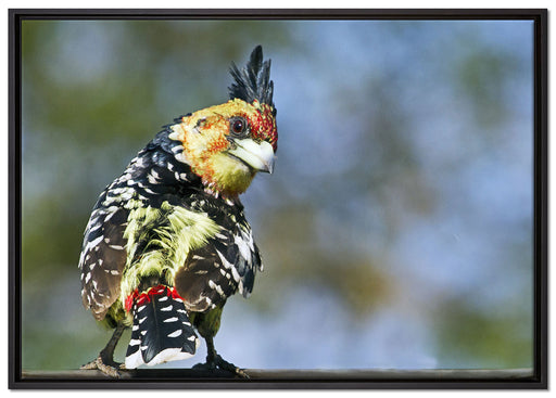 schöner Hauben-Bartvogel auf Leinwandbild gerahmt Größe 100x70