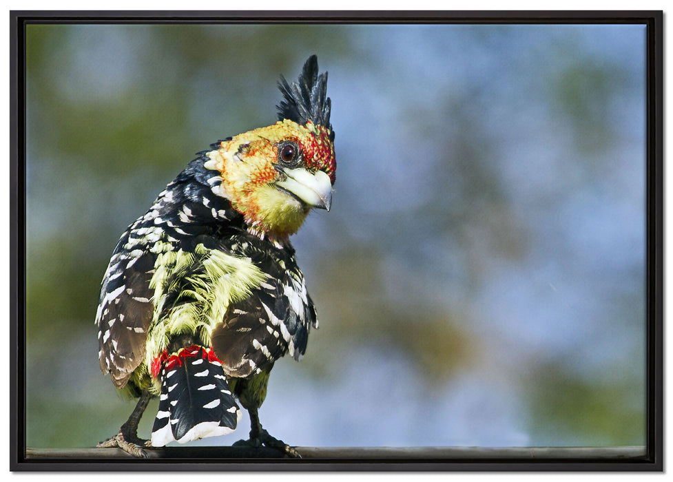 schöner Hauben-Bartvogel auf Leinwandbild gerahmt Größe 100x70