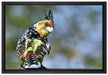 schöner Hauben-Bartvogel auf Leinwandbild gerahmt Größe 60x40