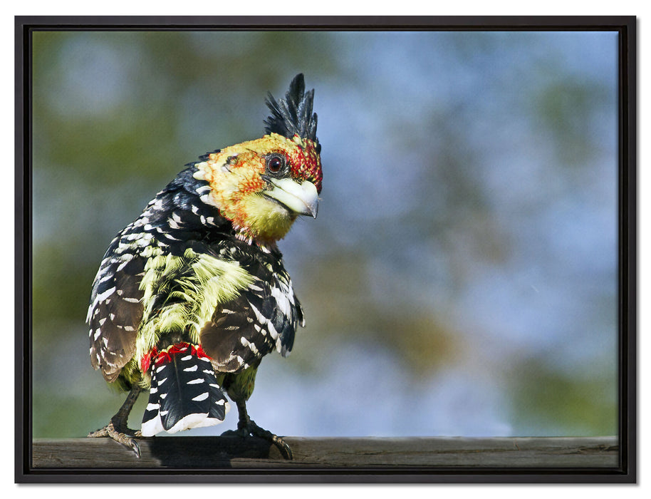 schöner Hauben-Bartvogel auf Leinwandbild gerahmt Größe 80x60