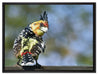 schöner Hauben-Bartvogel auf Leinwandbild gerahmt Größe 80x60