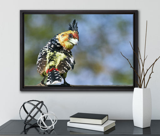 schöner Hauben-Bartvogel auf Leinwandbild gerahmt mit Kirschblüten