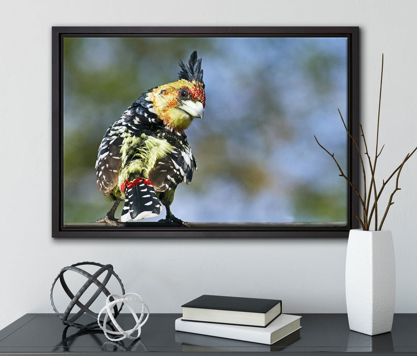 schöner Hauben-Bartvogel auf Leinwandbild gerahmt mit Kirschblüten